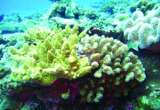 西沙群岛潜水 水下能见度至少超过30米