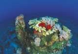 海南三沙珊瑚礁：海底热带雨林 美不胜收