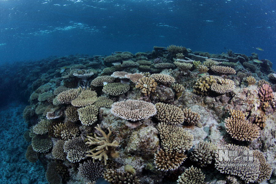 这是西沙珊瑚岛附近的珊瑚群(5月22日摄.新华社发 马宏杰 摄